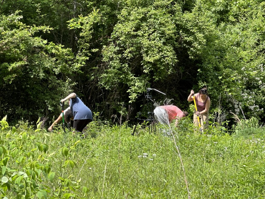 Students working outside, clearing weeds