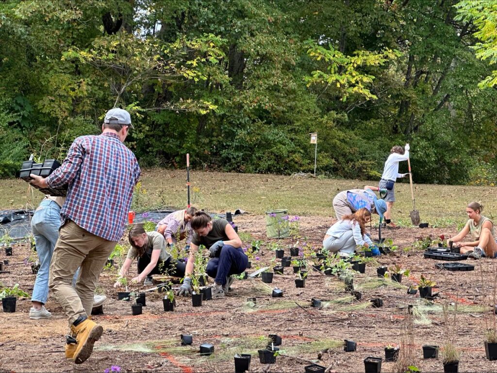 Students planting plants at the meadow at UT Arboretum