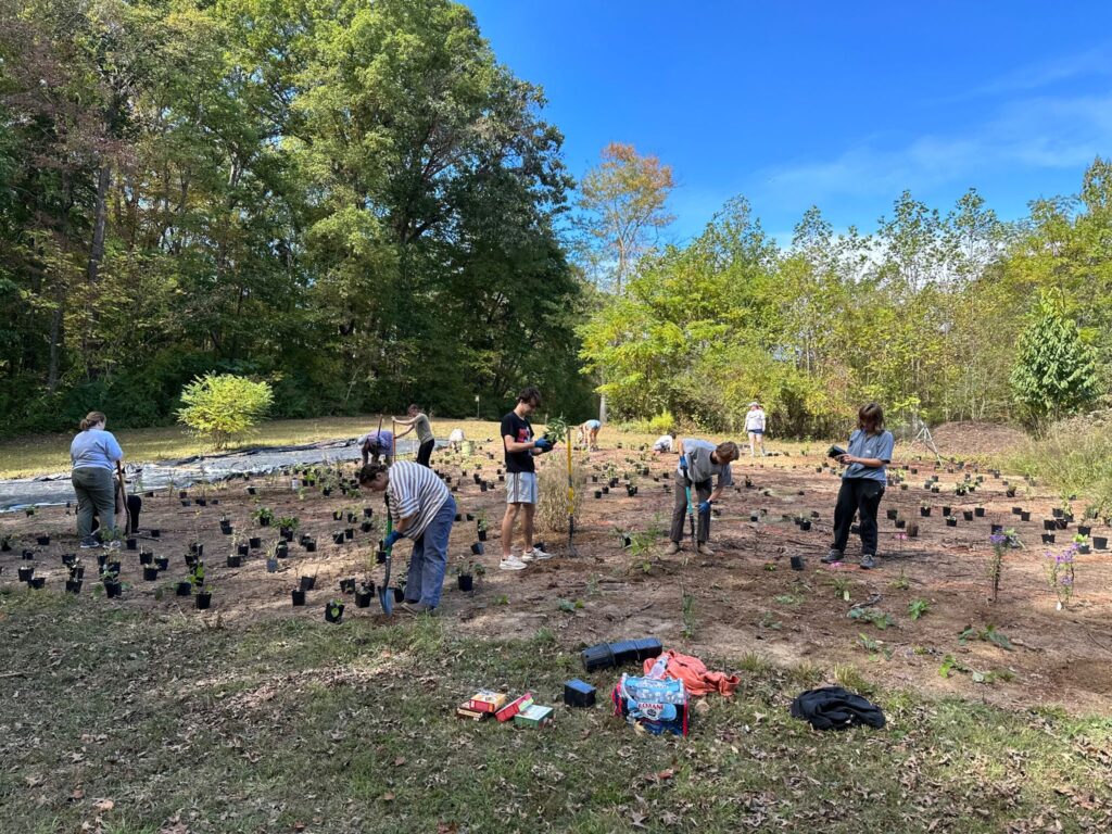 Wide shot of students planting plants in the meadow at UT Arboretum