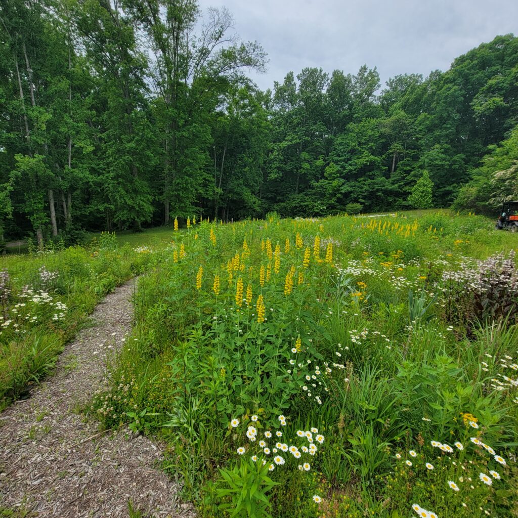 UT Arboretum Project