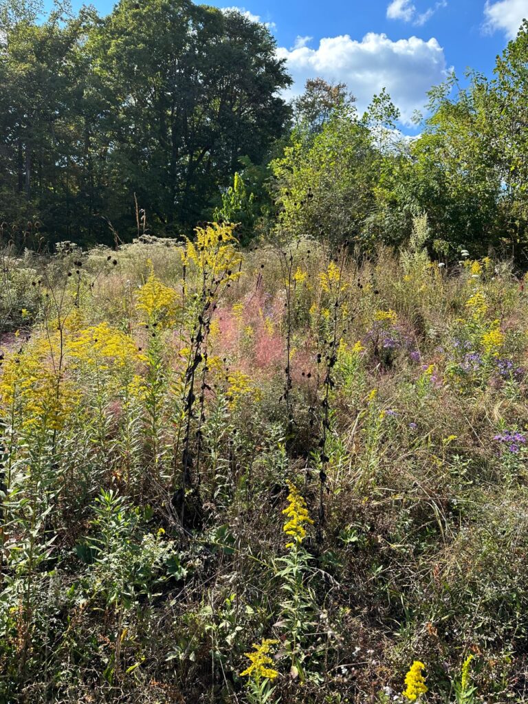 The meadow at UT Arboretum