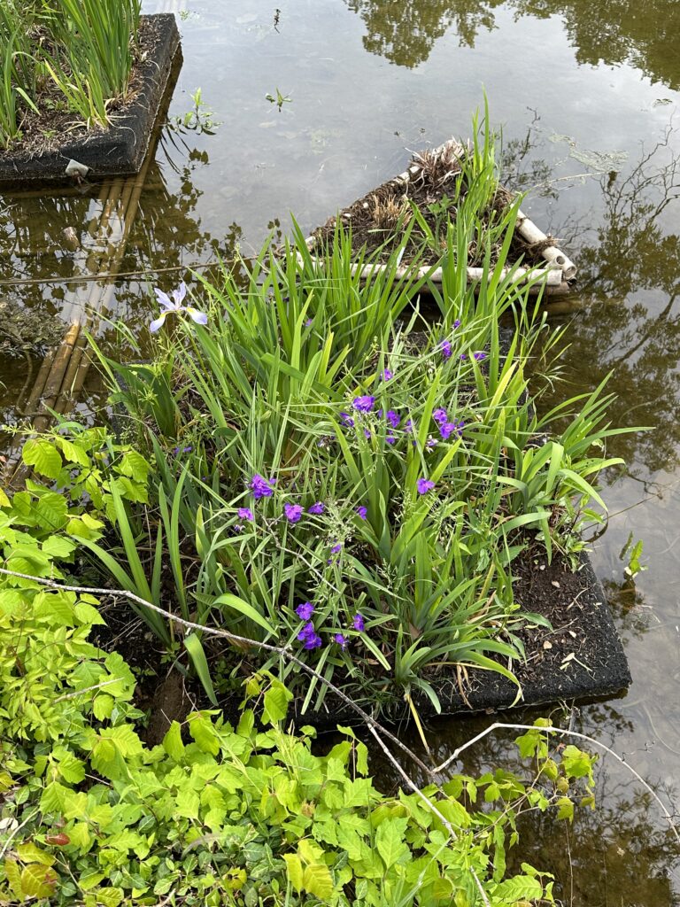 Floating wetland built by students in creek